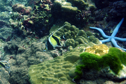angel fish